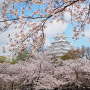 桜と白鷺