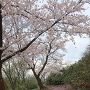 桜とカタクリの花(本丸跡下)