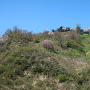 春日山城(登城道から)