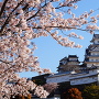 三の丸広場の桜と白鷺城
