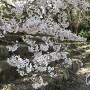 雁木と桜