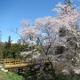 本郭の桜