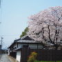 侍屋敷遺構と桜