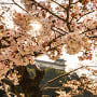 満開の桜に囲まれて