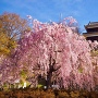 枝垂れ桜と西櫓