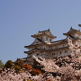 桜の要塞(西の丸より)