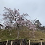 桜咲き始めの掛川城