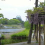 名古屋城と藤の花(紫)