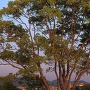 男山配水池公園からの夕景と木