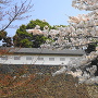 富士見多門櫓と桜　(皇居内から撮影)