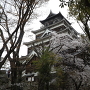 桜満開の広島城天守閣