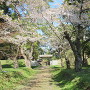 大手門に続く桜並木