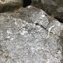 石垣の中から化石発見。