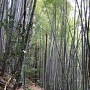 城から清瀧寺への竹林
