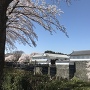 東門と桜