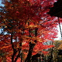 懐古神社の紅葉