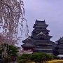枝垂れ桜と松本城天守