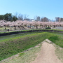 五稜郭内風景　桜満開