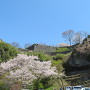桜と駐車場から西の丸石垣