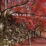 石垣と紅葉