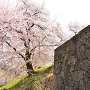 南大手門の桜