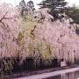 武家屋敷の枝垂桜