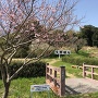 桜開花日