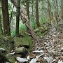 山麓部侍屋敷石塁（奥の方）