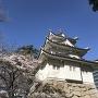 三重隅櫓と桜