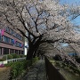 長沼城石碑から５分ほどの稲城市役所前の桜