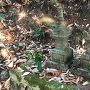 興禅寺の裏山にある赤井家の宝きょう印塔