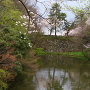 西内壕石垣と桜