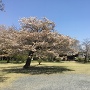 滝山城中の丸の桜