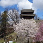 南櫓と桜