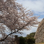 桜と御三階櫓石垣