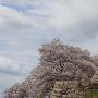 走櫓石垣と桜