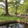 三宝寺池公園の湧水