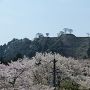 桜に浮かぶ山城