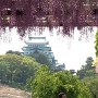 藤棚からの名古屋城