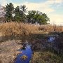 本丸東の湿地