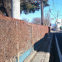 沼田小学校前の道路