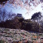 シロトピア公園から見た姫路城[提供：姫路市]