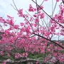 寒緋桜が綺麗な城内