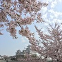 天守遠景と桜