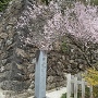開花する左近乃櫻と「史跡 武田氏館跡」碑