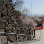 館跡から見た武田通りの桜並木