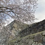 本丸石垣と桜