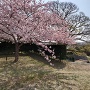 桜と玉石垣