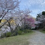 味見桜公園の桜