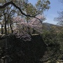 弓櫓石垣と桜と眉山